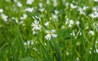 Natur, nydelse og netværk: Oplev orø kro og konference